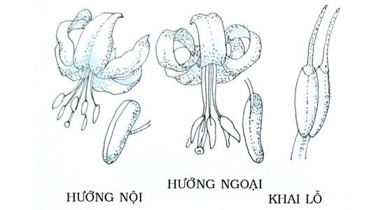 Bao phấn (Anthera) là bộ phận quan trọng của nhị, có dạng túi dài, nằm trên 1 cuống gọi là chỉ nhị. Mỗi bao phấn có 1-2 ô phấn trong chứ nhiều hạt phấn  Bao phấn đính hình mũi tên: Là bao phấn có 2 ô phấn hơi tách xa nhau, nằm xiên trên đầu chỉ nhị  Bao phấn đính chữ đinh: là bao phấn có phần nằm ngang ở đầu chỉ nhị  Bao phấn đính gốc: là bao phấn đính vào chỉ nhị ở 1/2 hoăc 1/3 phía gốc trung đới  Bao phấn đính lưng: là bao phấn chỉ đính vào chỉ nhị ở 1 điểm của trung đới (không phải là ở đỉnh và gốc)  Bao phấn đính rời: là bao phấn có 2 ô phấn hoàn toàn rời nhau, nằm ngang ở đầu chỉ nhị thành 1 đường thẳng